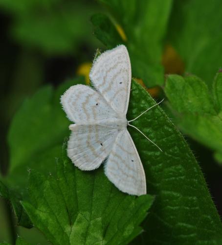 Réf. 305 127 : Scopula immutata